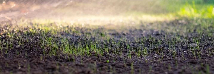 Sprinkler bewässert Rasen